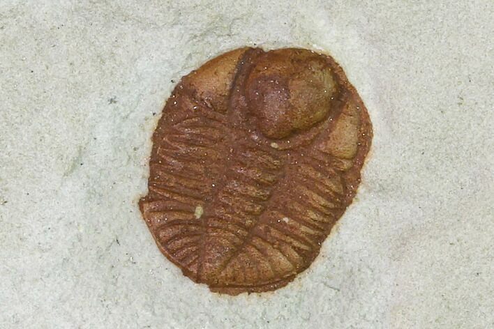 Ordovician Trilobite (Ampyxina) Fossil - Missouri #137252